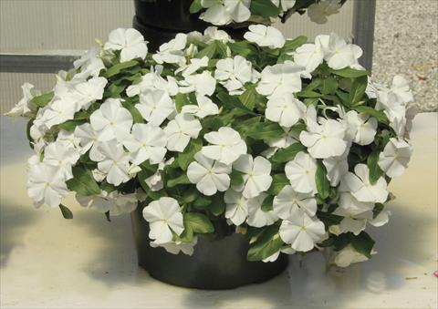 Foto fiore da  Vaso e aiola Catharanthus roseus - Vinca Boa White