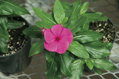 Foto fiore da  Vaso e aiola Catharanthus roseus - Vinca Cora Cascade Magenta