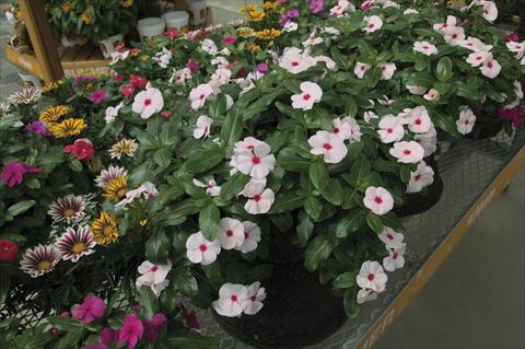 Foto fiore da  Vaso, aiuola, balcone, basket Catharanthus roseus - Vinca Cora Cascade Peach Blush