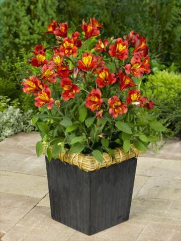 Foto fiore da  Vaso, aiuola, balcone Alstroemeria Inca® Classic