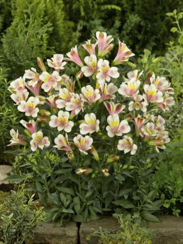 Foto fiore da  Vaso, aiuola, balcone Alstroemeria Inca® Rocky