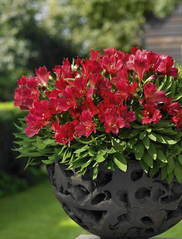 Foto fiore da  Vaso, aiuola, balcone Alstroemeria Inticancha® Red