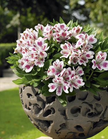 Foto fiore da  Vaso, aiuola, balcone Alstroemeria Inticancha® White Pink Heart