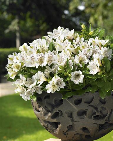 Foto fiore da  Vaso, aiuola, balcone Alstroemeria Inticancha® White