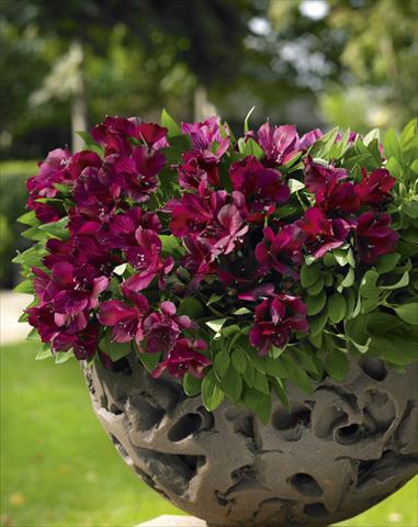 Foto fiore da  Vaso, aiuola, balcone Alstroemeria Inticancha® Dark Purple