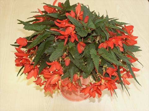 Foto fiore da  Basket vaso o aiuola Begonia hybrida Sparkler Scarlet