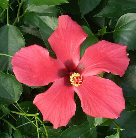 Foto fiore da  Vaso e aiola Hibiscus rosa-sinensis Cairo Red