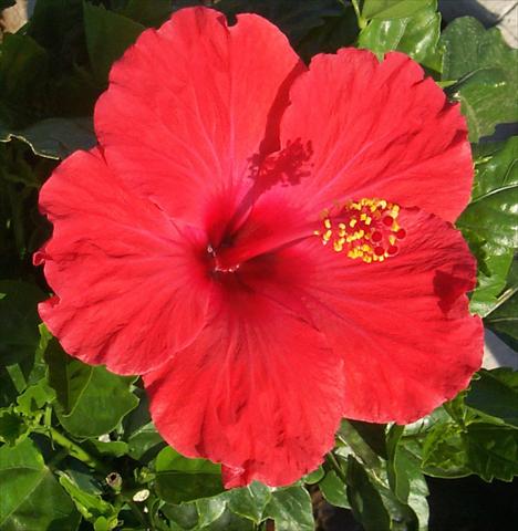 Foto fiore da  Vaso e aiola Hibiscus rosa-sinensis Holiday Red