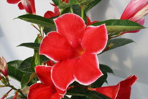 Foto fiore da  Balcone, vaso Dipladenia (Mandevilla) Scarlet Red Velvet