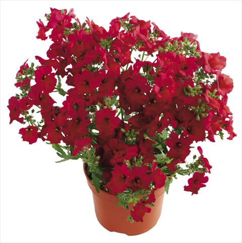 Foto fiore da  Vaso, balcone, basket Nemesia Angelart® Cherry