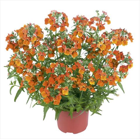 Foto fiore da  Vaso e aiola Nemesia Angelart Orange