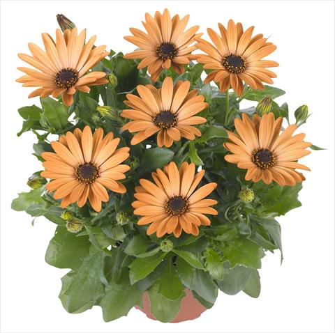 Foto fiore da  Vaso e aiola Osteospermum Margarita Deep Bronze