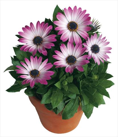 Foto fiore da  Vaso e aiola Osteospermum Margarita Pink Bicolor