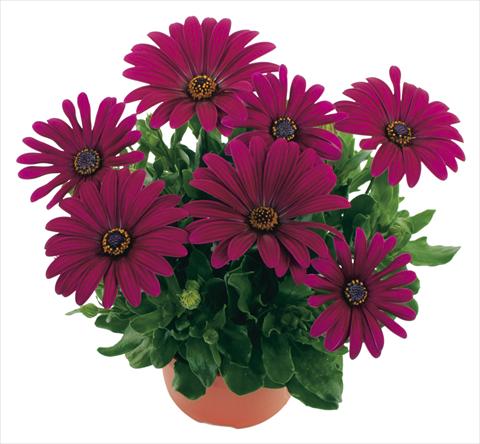 Foto fiore da  Basket o vaso Osteospermum Margarita Purple