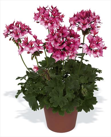 photo of flower to be used as: Pot, bedding, patio Pelargonium zonale pac® Fireworks Bicolor