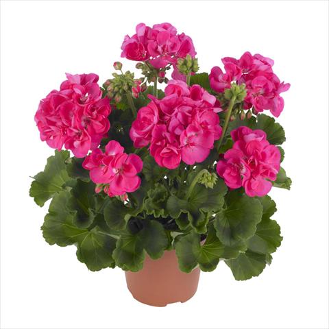 Foto fiore da  Vaso, aiuola, balcone Pelargonium zonale Summer Idols® Hot Pink