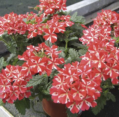 Foto fiore da  Vaso, aiuola, balcone, basket Verbena Veralia Voodoo Star