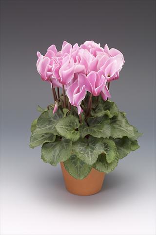 Foto fiore da  Vaso, aiuola, balcone Cyclamen persicum midi Intermezzo Flame Shades