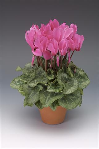 Foto fiore da  Vaso, aiuola, balcone Cyclamen persicum midi Intermezzo Fuchsia