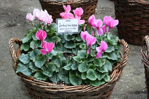 Foto fiore da  Vaso, aiuola, balcone Cyclamen persicum midi Intermezzo Lilac Flame Shades