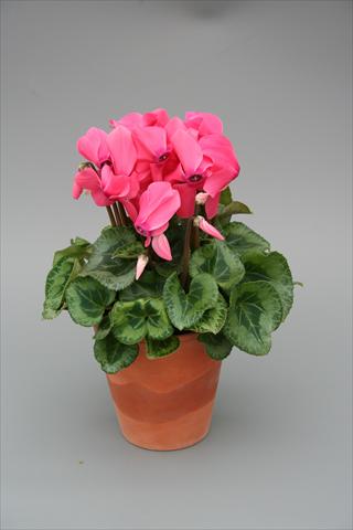 Foto fiore da  Vaso, aiuola, balcone Cyclamen persicum midi Intermezzo Salmon