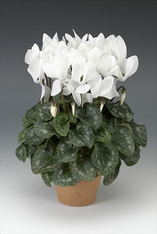 Foto fiore da  Vaso, aiuola, balcone Cyclamen persicum midi Intermezzo White