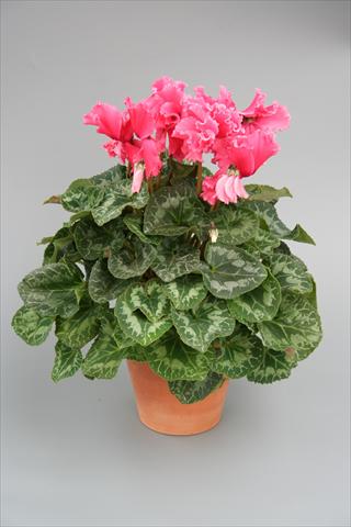 Foto fiore da  Vaso, aiuola, balcone Cyclamen persicum Maxora Fringed Light Salmon