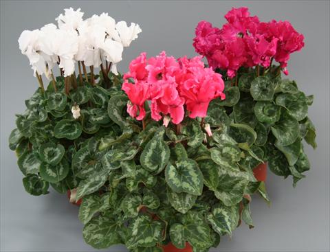 Foto fiore da  Vaso, aiuola, balcone Cyclamen persicum Maxora Fringed Mix