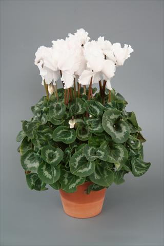 Foto fiore da  Vaso, aiuola, balcone Cyclamen persicum Maxora Fringed White