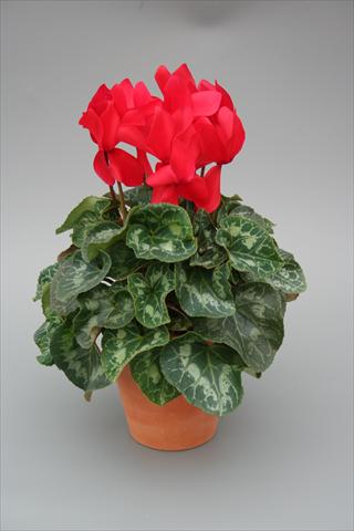 Foto fiore da  Vaso, aiuola, balcone Cyclamen persicum Maxora Red