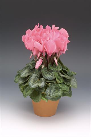 Foto fiore da  Vaso, aiuola, balcone Cyclamen persicum Maxora Salmon