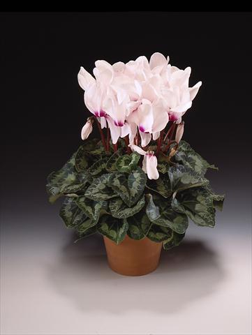 Foto fiore da  Vaso, aiuola, balcone Cyclamen persicum Maxora White with eye