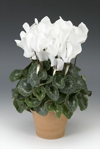 Foto fiore da  Vaso, aiuola, balcone Cyclamen persicum Maxora White