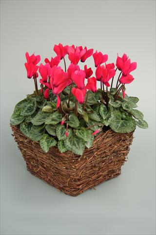 Foto fiore da  Vaso e aiola Cyclamen persicum mini Melody Outdoor Deep Rose