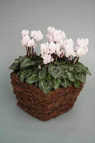 Foto fiore da  Vaso e aiola Cyclamen persicum mini Melody Outdoor White