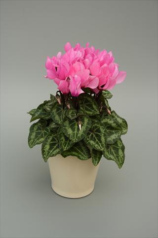 Foto fiore da  Vaso, aiuola, balcone Cyclamen persicum mini Musical Light Pink