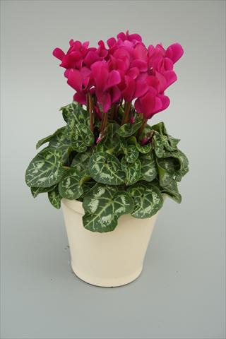 Foto fiore da  Vaso, aiuola, balcone Cyclamen persicum mini Musical Purple