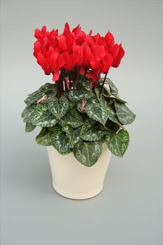 Foto fiore da  Vaso, aiuola, balcone Cyclamen persicum mini Musical Red