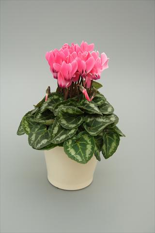 Foto fiore da  Vaso, aiuola, balcone Cyclamen persicum mini Musical Salmon Flame