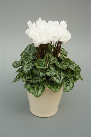 Foto fiore da  Vaso, aiuola, balcone Cyclamen persicum mini Musical White