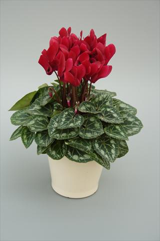 Foto fiore da  Vaso, aiuola, balcone Cyclamen persicum mini Musical Wine Red