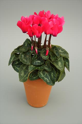 Foto fiore da  Vaso e aiola Cyclamen persicum mini Picola Bright Pink