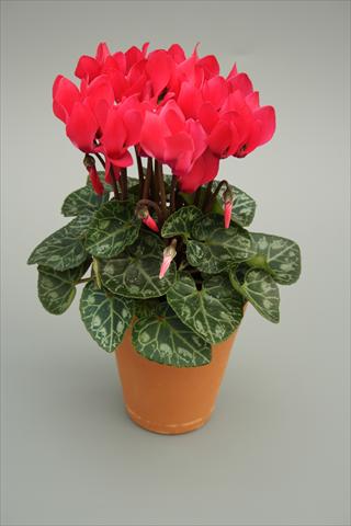 Foto fiore da  Vaso e aiola Cyclamen persicum mini Picola Deep Salmon