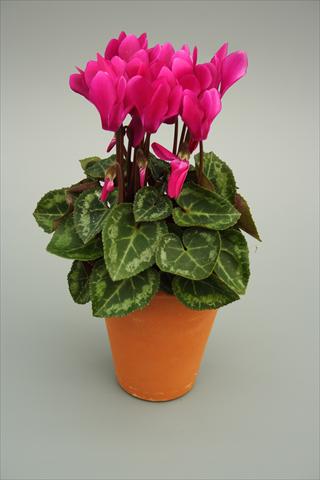 Foto fiore da  Vaso e aiola Cyclamen persicum mini Picola Light Purple