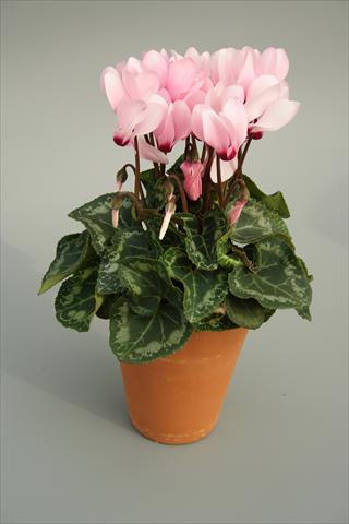 Foto fiore da  Vaso e aiola Cyclamen persicum mini Picola Soft Pink Eye