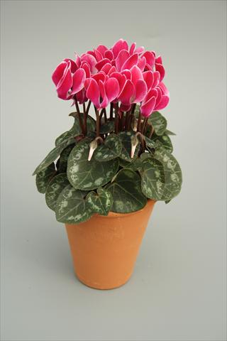 Foto fiore da  Vaso e aiola Cyclamen persicum mini Picola Wine Red Flame