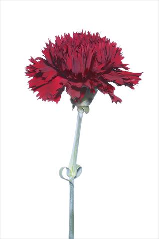 Foto fiore da  Reciso Dianthus caryophyllus Bagnacavallo