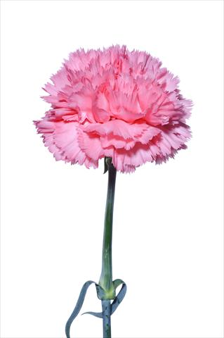 Foto fiore da  Reciso Dianthus caryophyllus Bergamasco