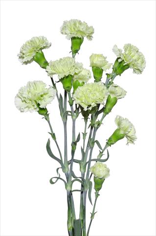 Foto fiore da  Reciso Dianthus caryophyllus Dentone