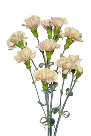 photo of flower to be used as: Cutflower Dianthus caryophyllus Magagnò